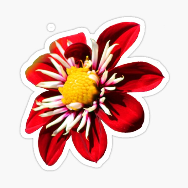 Dahlia #1 Sticker