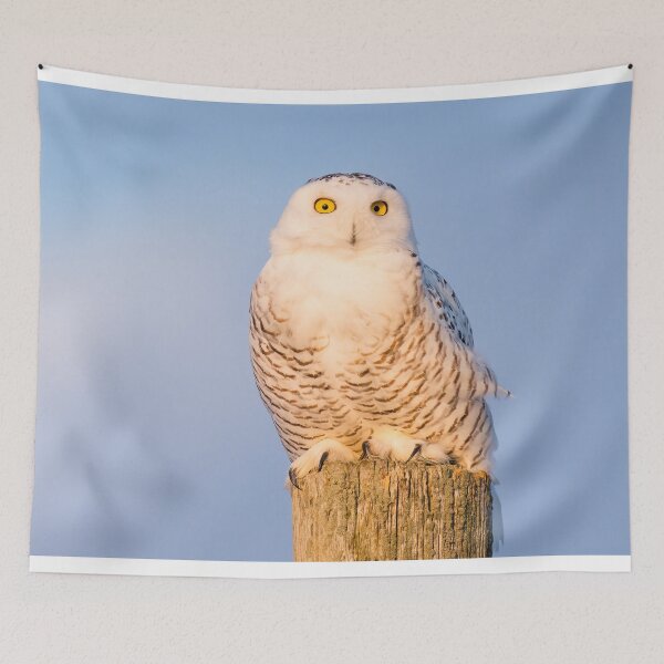 Item preview, Snowy Owl Reflecting Afternoon Sun designed and sold by heffordj.
