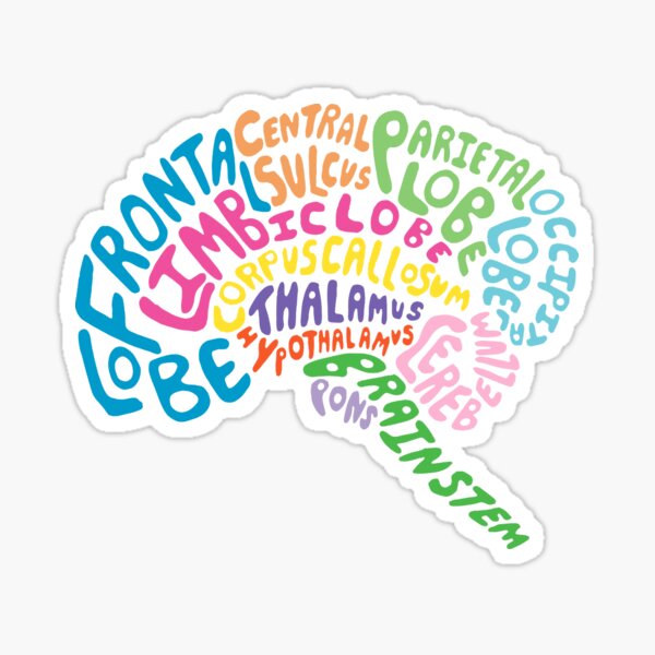 Item preview, Anatomie du cerveau humain couleur - conception de la psychologie designed and sold by Psychologist's Inventory.