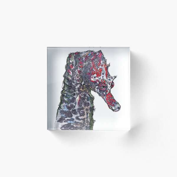 Lady Jayne Seahorse of Manly Nets Acrylic Block