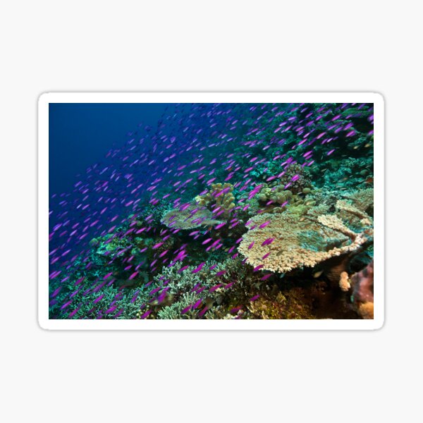 Purple rain Sticker