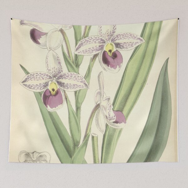 Item preview, Phragmipedium schlimii (as Cypripedium schlimii) Curtis' 92 (Ser. 3 no. 22) pl. 5614 (1866) designed and sold by EsotericBotanic.
