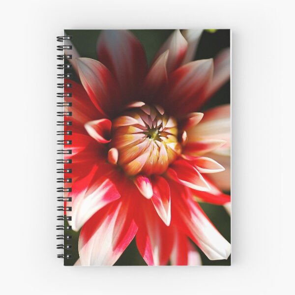 Item preview, Red White Dahlia Flower Eye Shy designed and sold by Joy Watson - Natural Light Photography .
