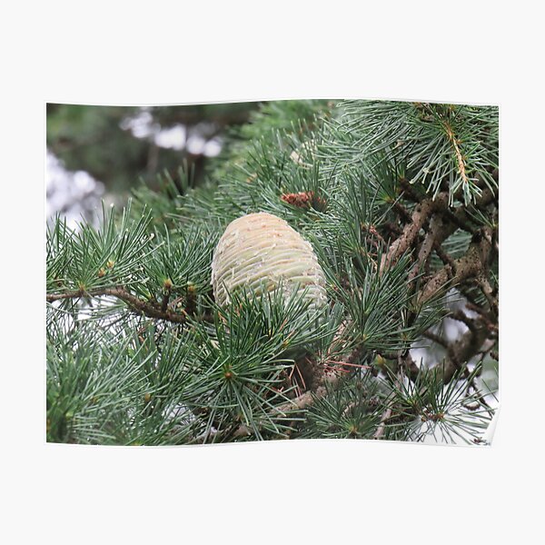 Big pinecone Poster