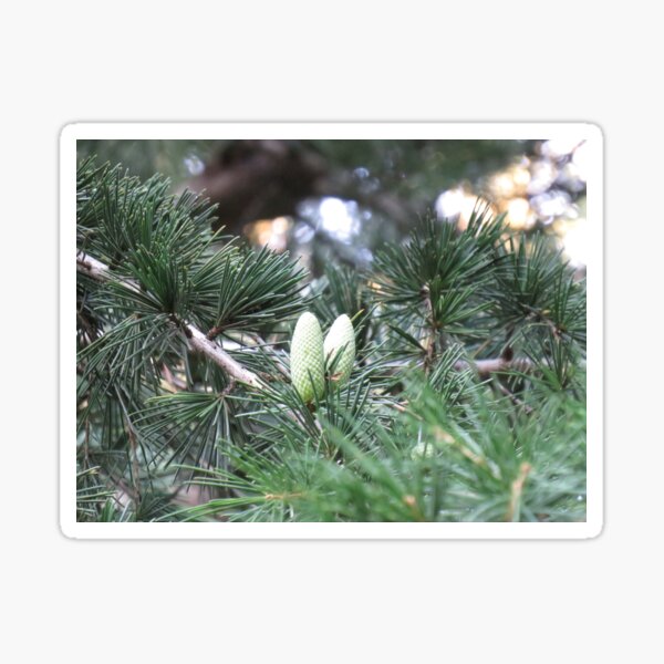 two little pinecones Sticker