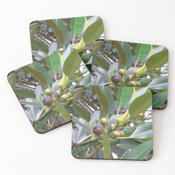 Item preview, Moreton Bay fig designed and sold by greentiger1.