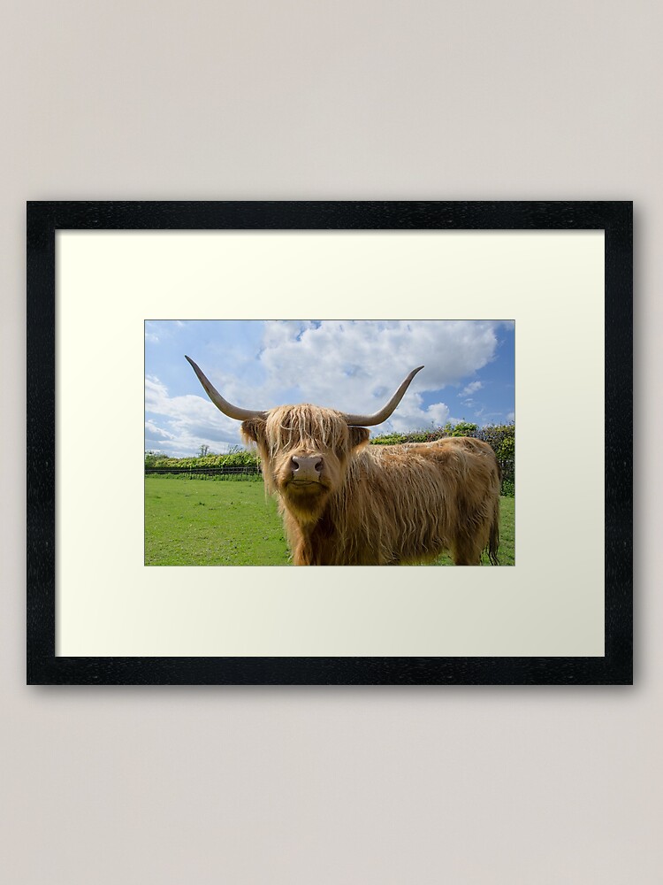 "Highland cow" Framed Art Print by mustardland Redbubble