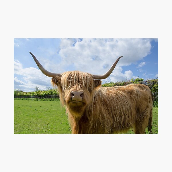 Hairy Coo Wall Art | Redbubble