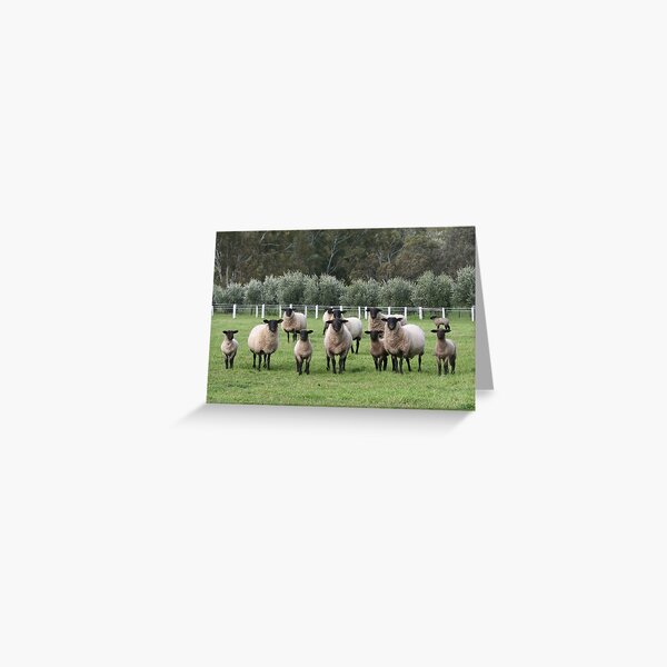 Suffolk Ewes And Lambs Greeting Card