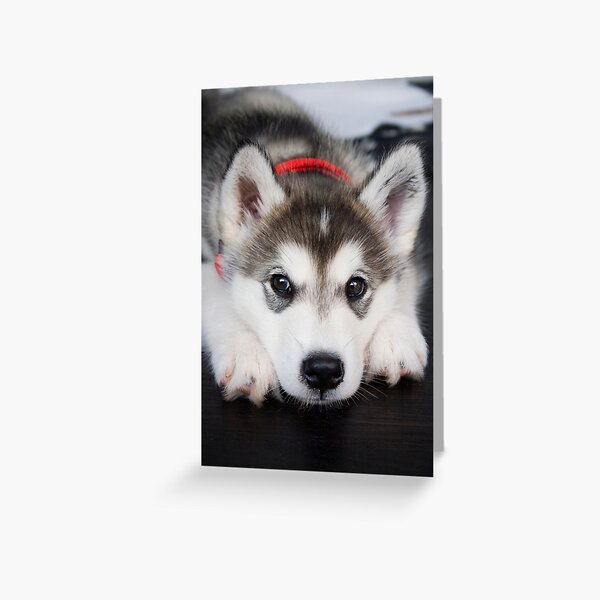 Look how cute I am Greeting Card