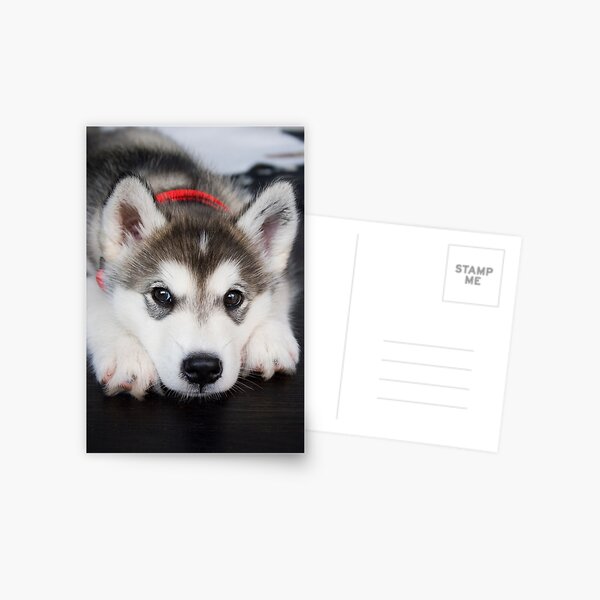 Look how cute I am Postcard