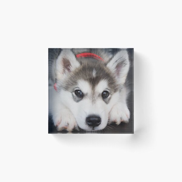 Look how cute I am Acrylic Block