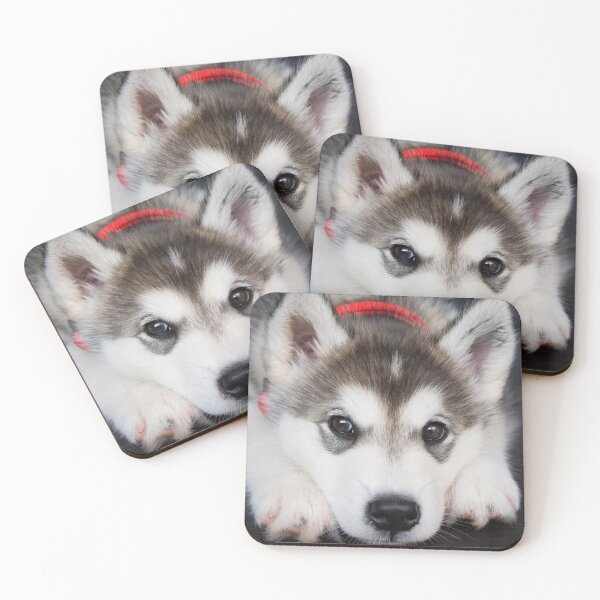 Look how cute I am Coasters (Set of 4)