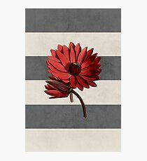 botanical stripes - red water lily Photographic Print