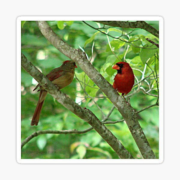  Cardinals Bird Stickers Fanny Pack for Women Men