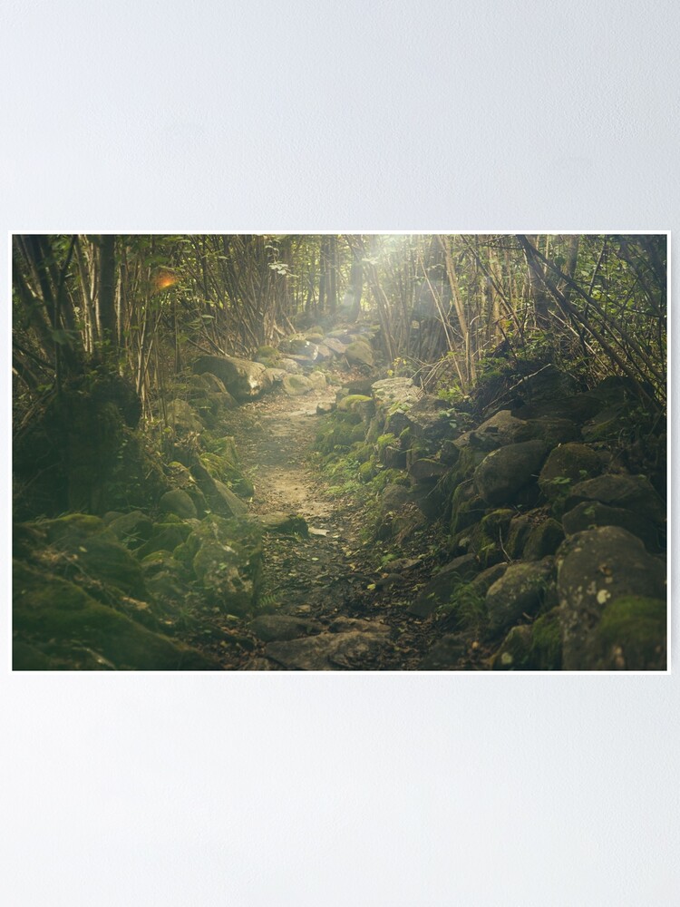 Thumbnail 1 of 3, Poster, Forest designed and sold by Olemon.