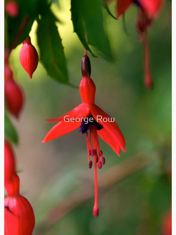Single Wild Fuchsia Flower, Loch Na Fooey by VeryIreland