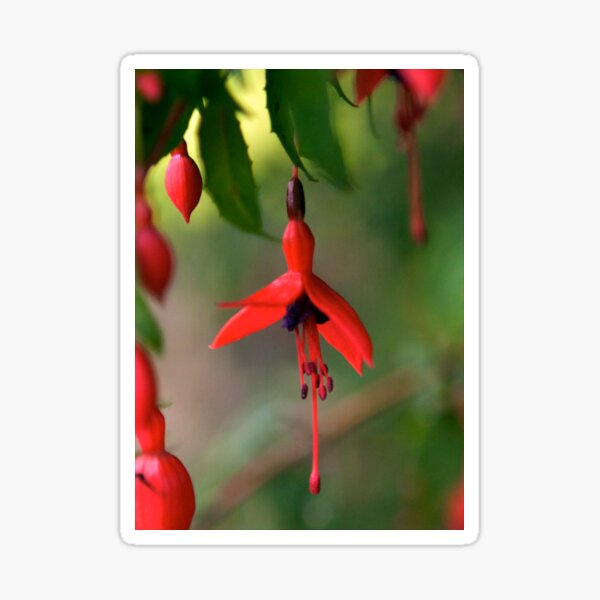Single Wild Fuchsia Flower, Loch Na Fooey Sticker