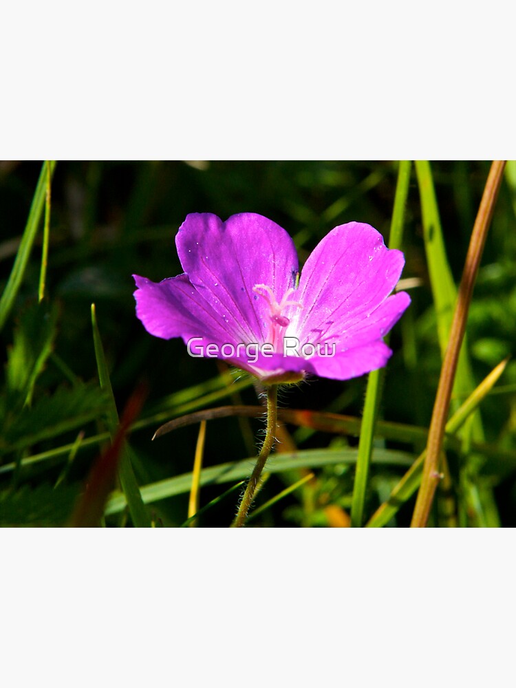 Cranesbill, Dun Eochla, Inishmore, Aran Islands by VeryIreland