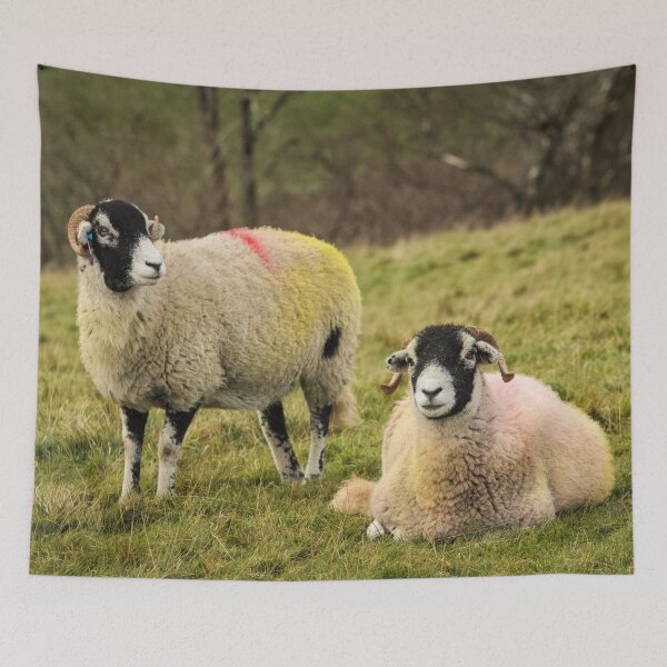 Artikelvorschau, Swaledale Sheep, Yorkshire Dales entworfen und verkauft von heidipics.