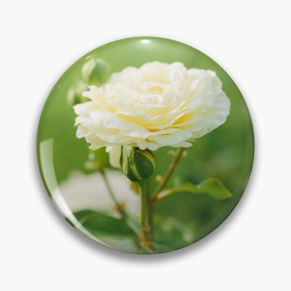 Item preview, Wonderful white rose flower close-up blooming on bush in the sunset garden, nature spring background with copy space designed and sold by dariazu.