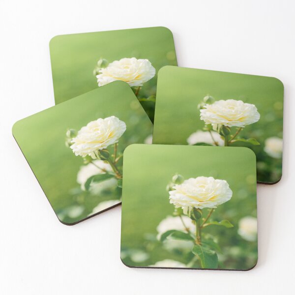 Item preview, Wonderful white rose flower close-up blooming on bush in the sunset garden, nature spring background with copy space designed and sold by dariazu.