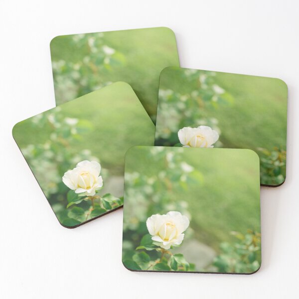 Item preview, Beautiful white rose flower close-up blooming on bush in the sunset garden, nature spring background with copy space designed and sold by dariazu.