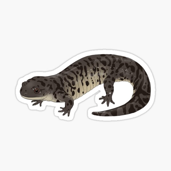 Item preview, Barred Tiger Salamander - white designed and sold by T-VR.