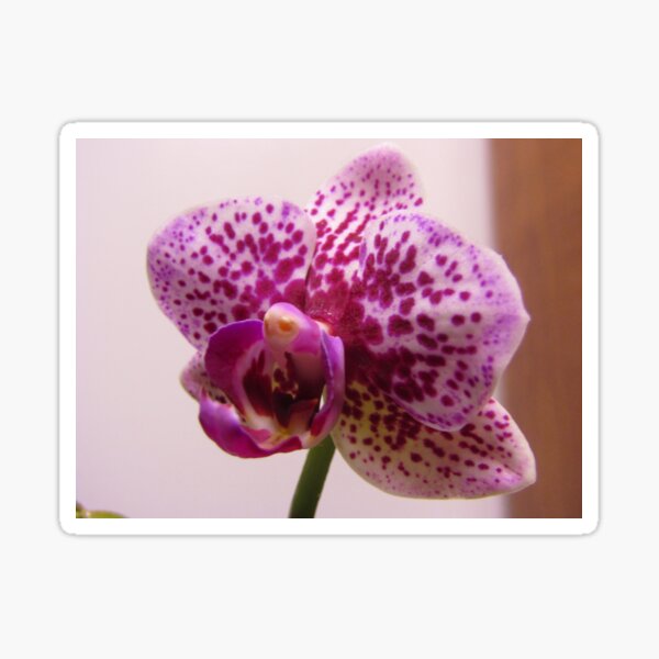 Purple Spotted Orchid Sticker