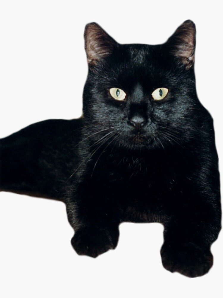 Der Gourmetkater von Gourmetkater