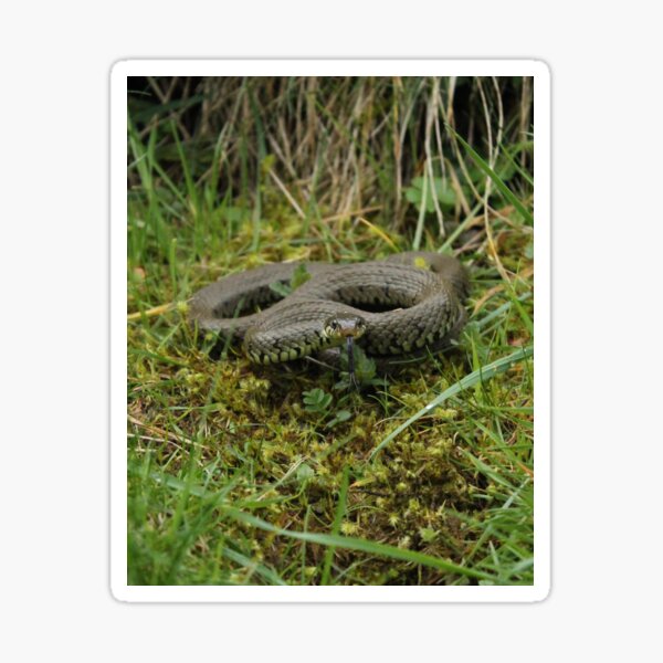 Item preview, Snake the in the grass designed and sold by RunAmok.