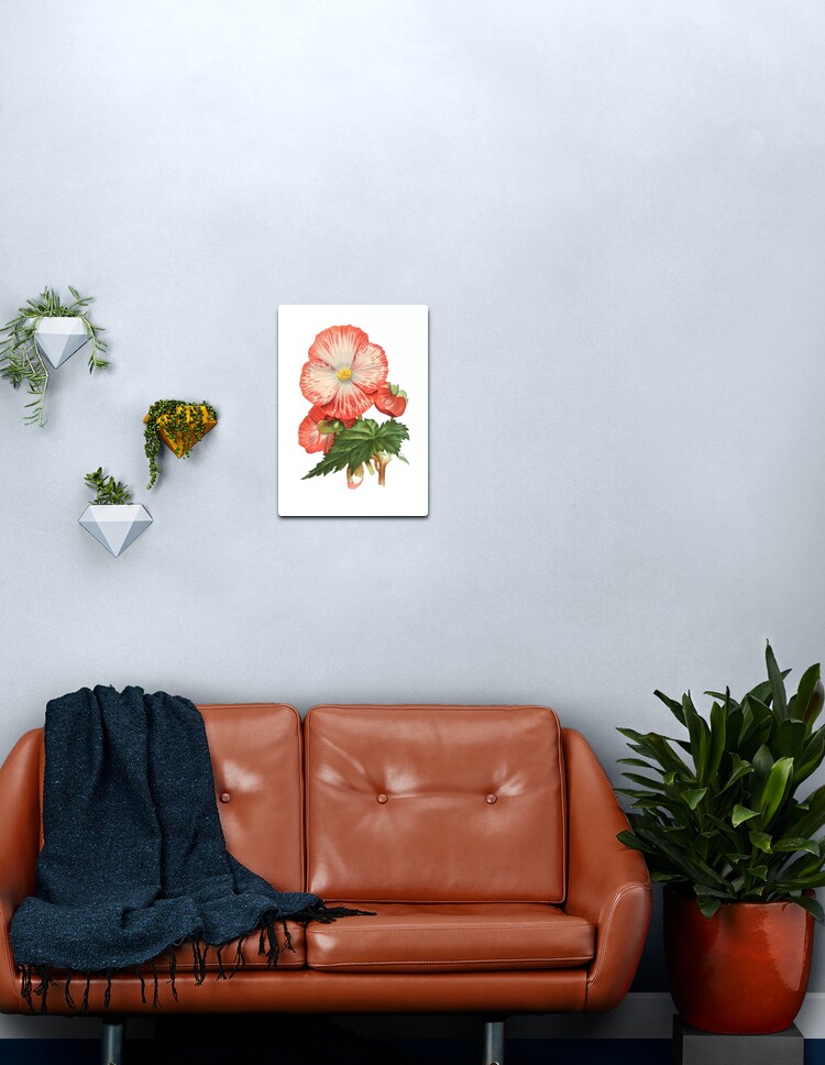 Lámina metálica «begonia tuberosa flor» de meklashop | Redbubble