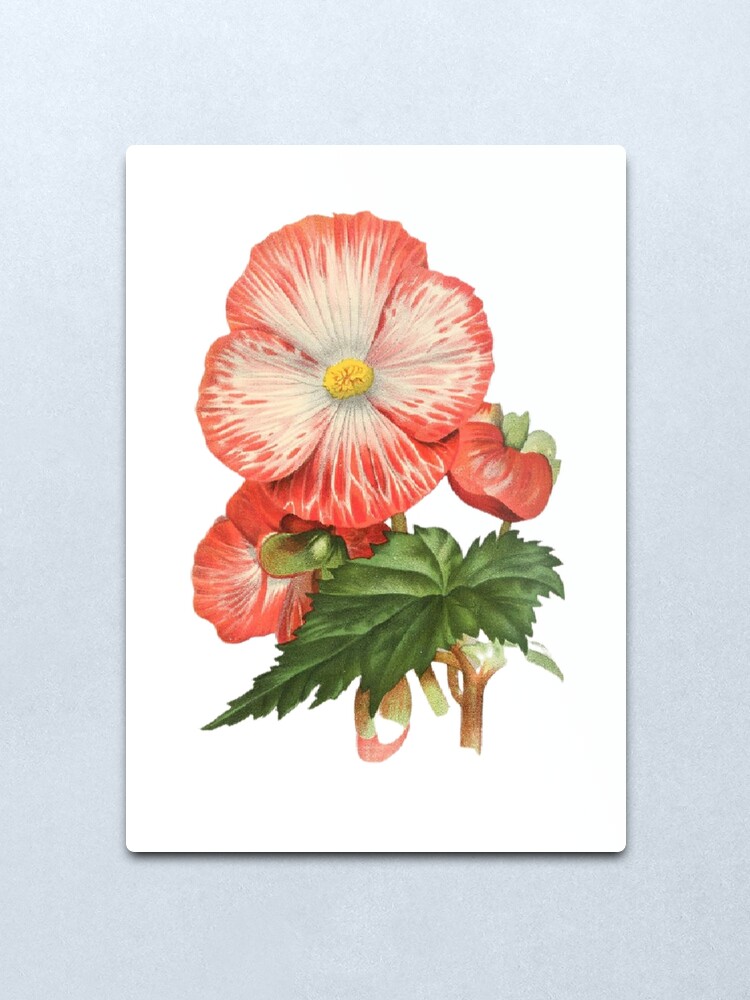 Lámina metálica «begonia tuberosa flor» de meklashop | Redbubble