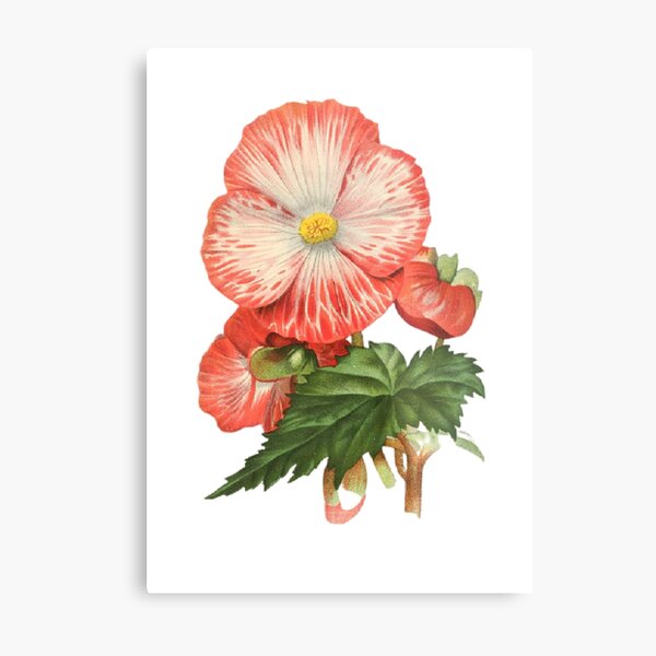 Item preview, tuberous begonia flower designed and sold by meklashop.