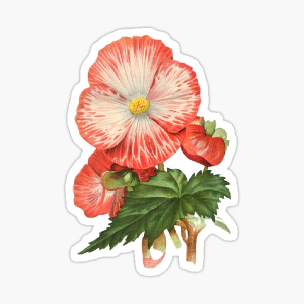 Tuberous Begonia Gifts & Merchandise for Sale | Redbubble