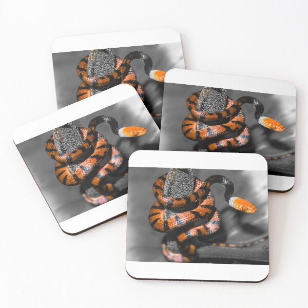 Item preview, Coral snake (Siphlophis compressus) designed and sold by MarceloSena.