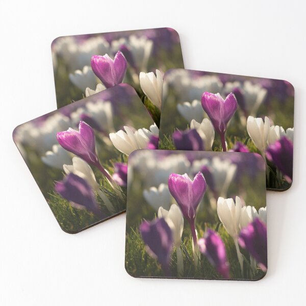 Item preview, Purple and white crocuses designed and sold by habilephoto.