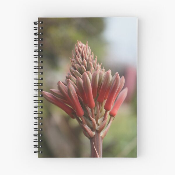 Item preview, Aloe Vera flowers soon to blossom designed and sold by Floramisu.