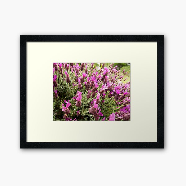 Framed Print