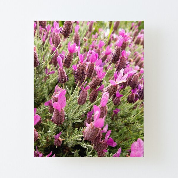 Canvas Mounted Print