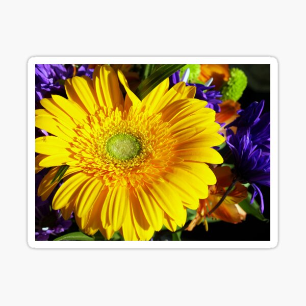 Yellow Gerbera Sticker