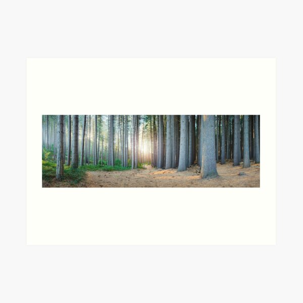 Sugar Pines, Laurel Hill, New South Wales, Australia Art Print