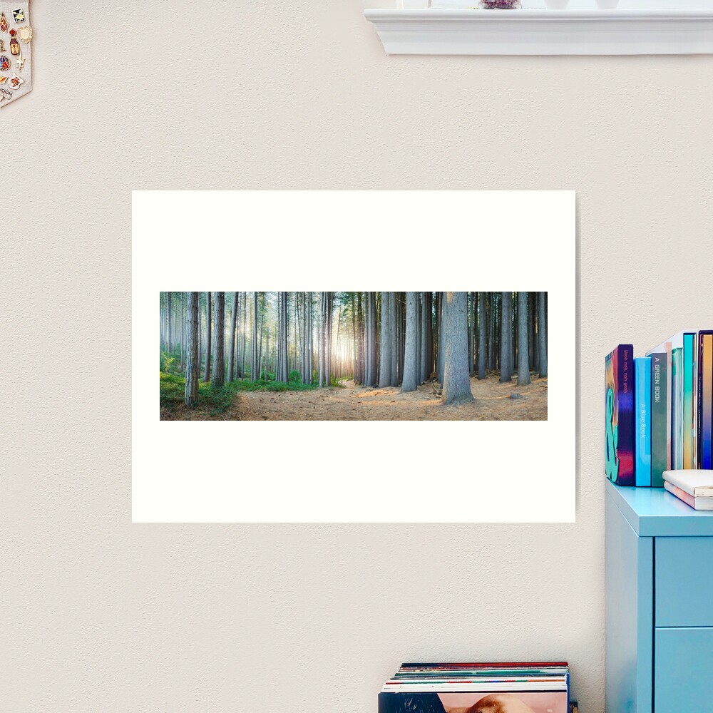Sugar Pines, Laurel Hill, New South Wales, Australia Art Print