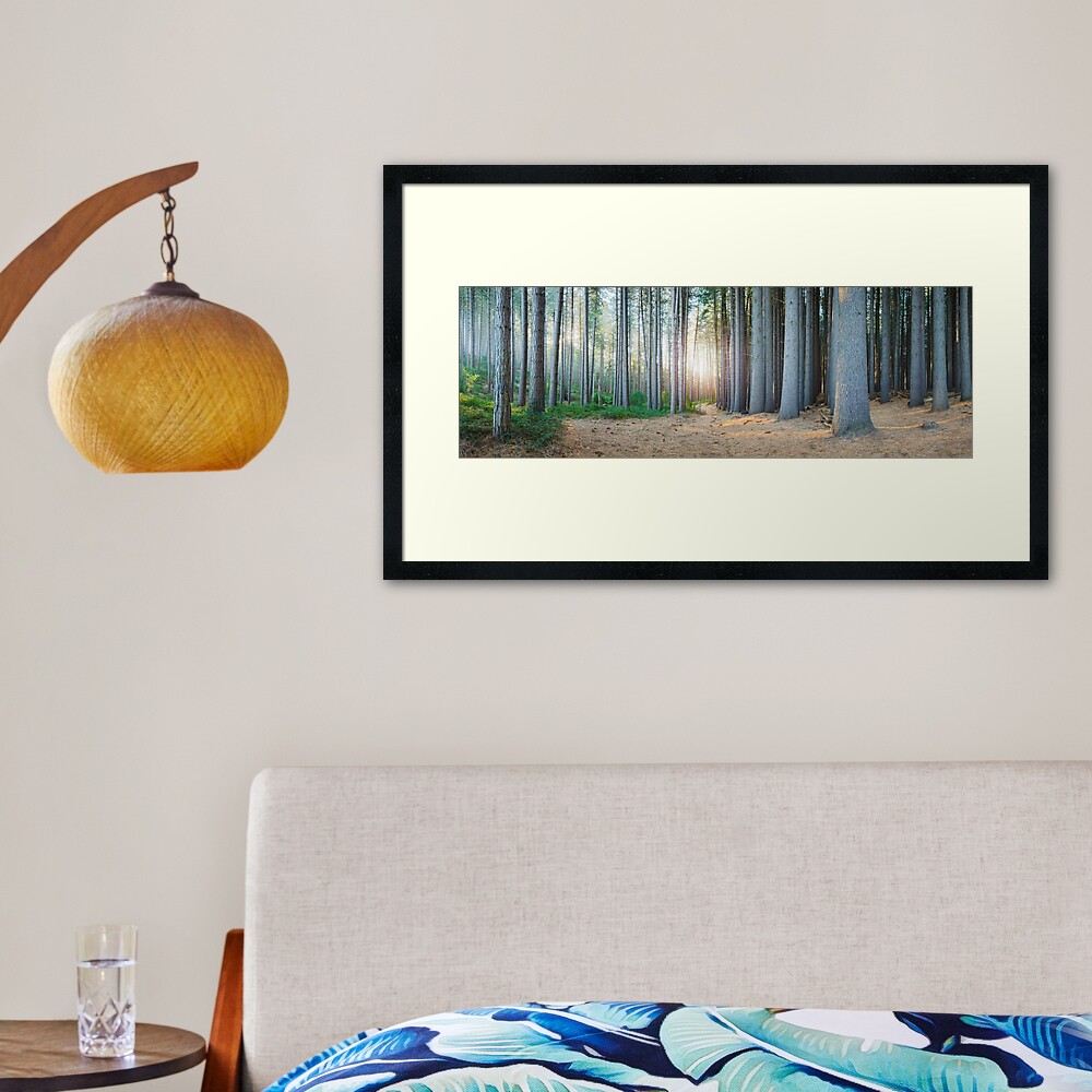 Sugar Pines, Laurel Hill, New South Wales, Australia Framed Art Print
