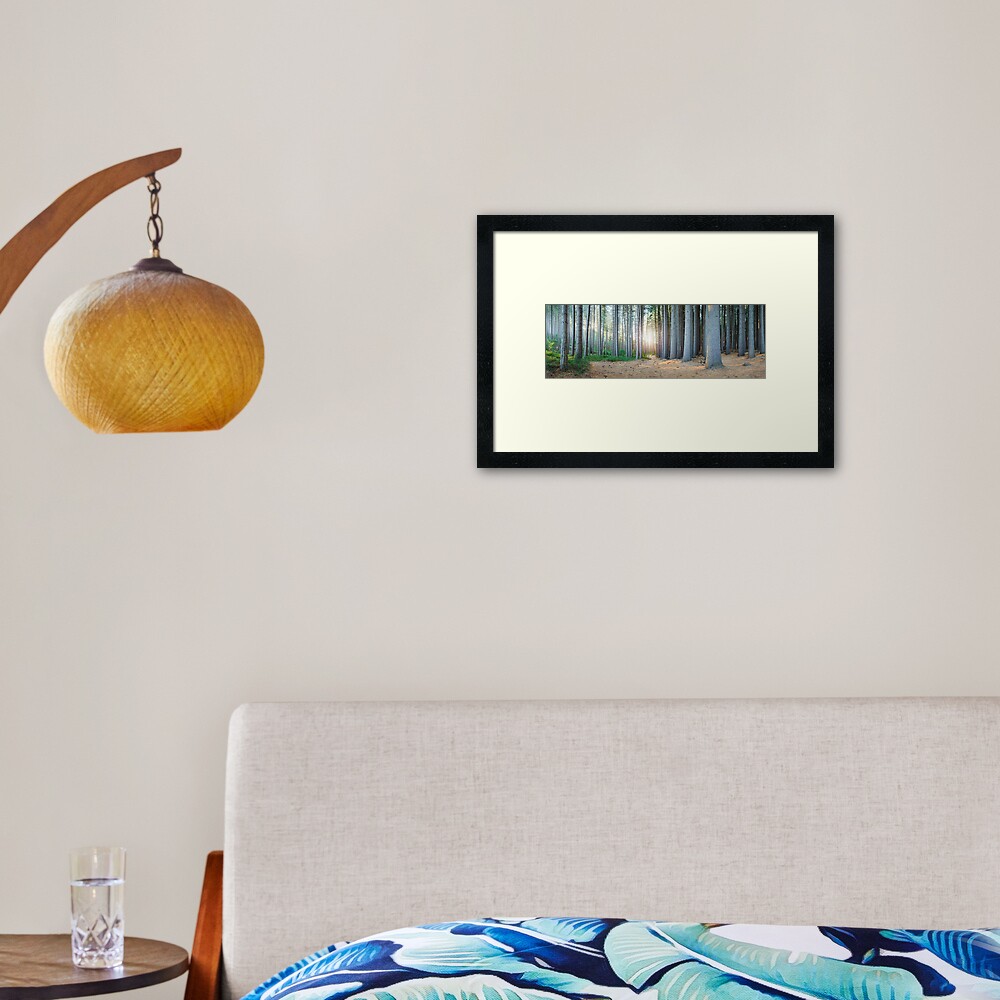Sugar Pines, Laurel Hill, New South Wales, Australia Framed Art Print