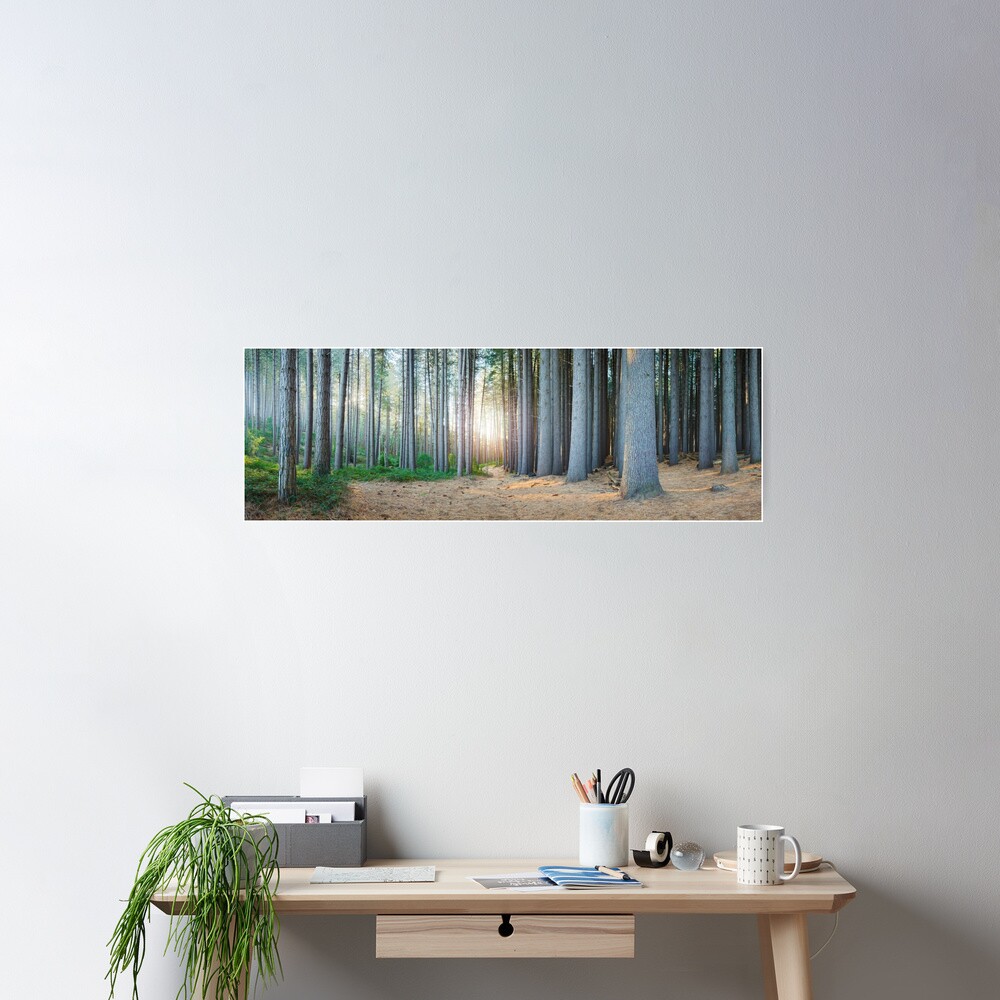 Sugar Pines, Laurel Hill, New South Wales, Australia Poster