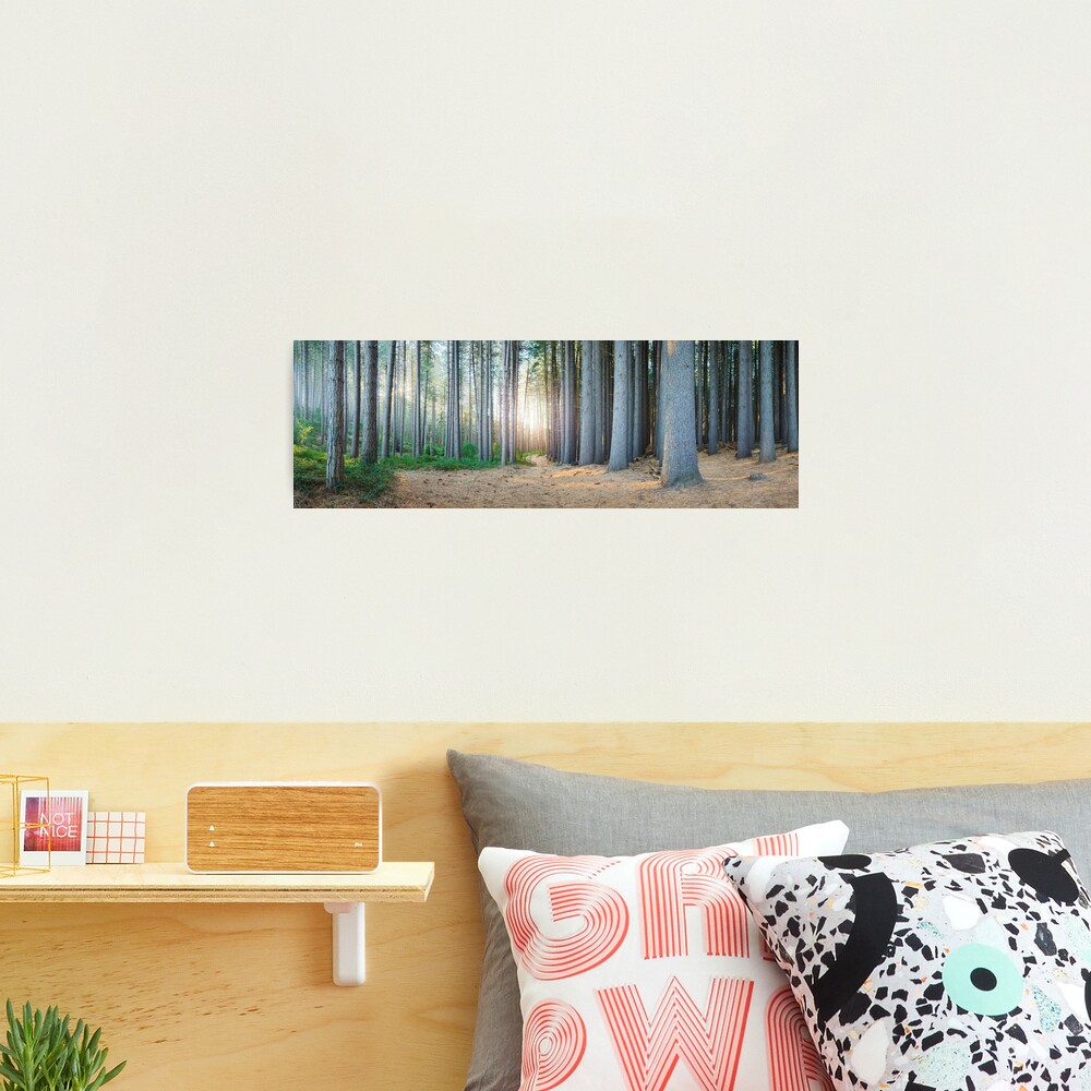 Sugar Pines, Laurel Hill, New South Wales, Australia Photographic Print