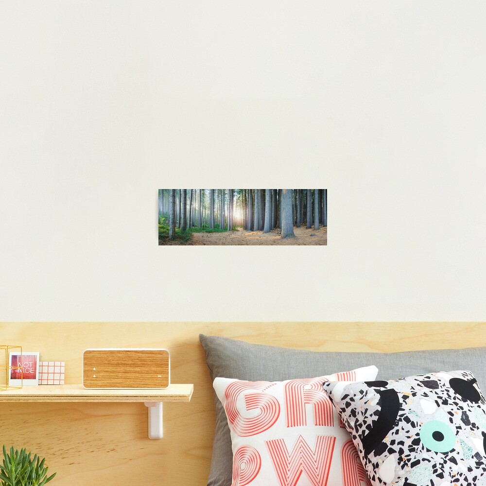 Sugar Pines, Laurel Hill, New South Wales, Australia Photographic Print