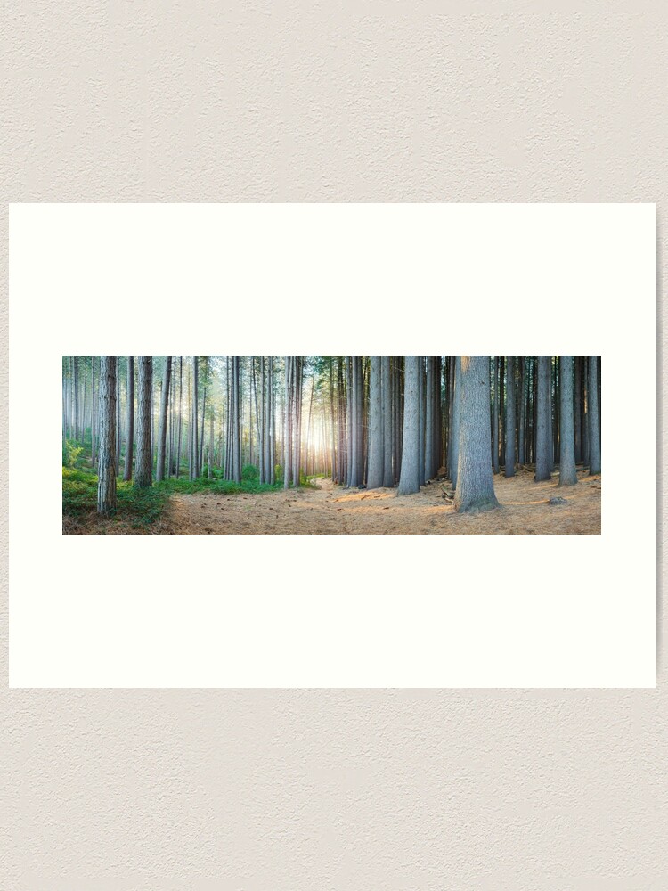 Alternate view of Sugar Pines, Laurel Hill, New South Wales, Australia Art Print