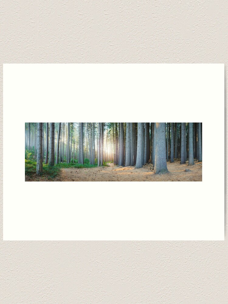 Alternate view of Sugar Pines, Laurel Hill, New South Wales, Australia Art Print